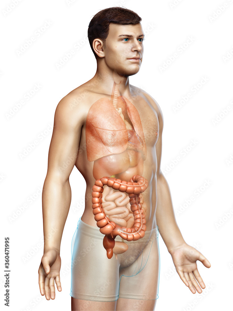 Fototapeta premium 3d rendered, medically accurate illustration of male large intestine anatomy