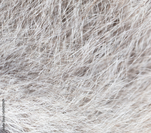 Wool of a gray cat as an abstract background.