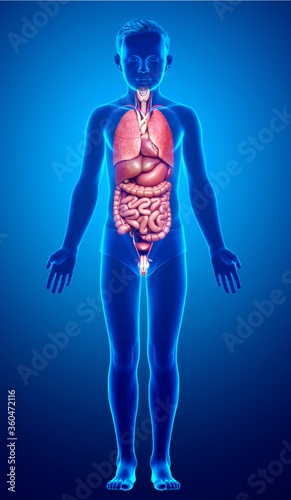 3d rendered medically accurate illustration of boy Internal organs © pixdesign123