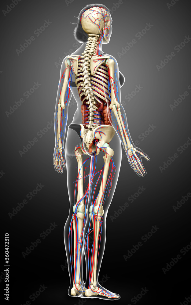 3d rendered medically accurate illustration of female Internal organs, skeleton and circulatory system 3d rendered medically accurate illustration of female Internal organs, skeleton and circulatory system