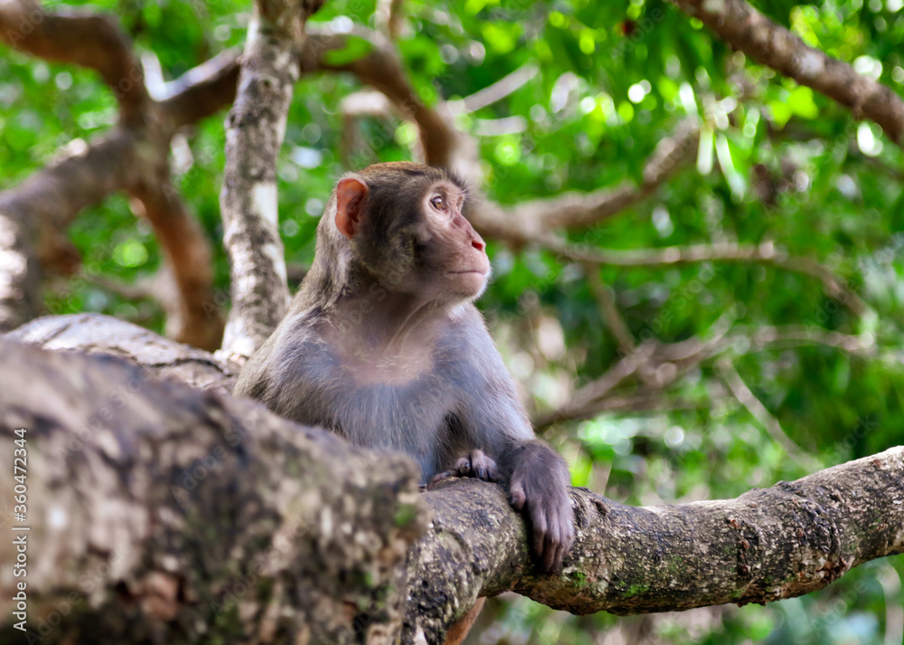 Little monkey on a tree in the park Little monkey on a tree in the park