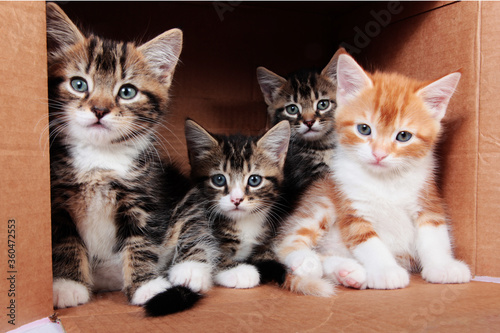 Tabby kittens in a cardboard box © Foonia