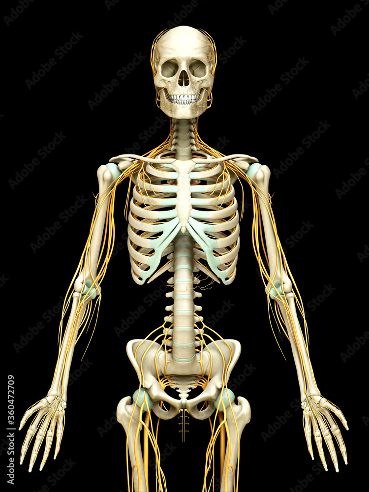 3d rendered medically accurate illustration of the nervous system and skeleton system 3d rendered medically accurate illustration of the nervous system and skeleton system