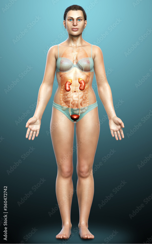 3d rendered, medically accurate illustration of female   kidneys
