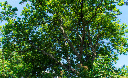 I colori della quercia in estate