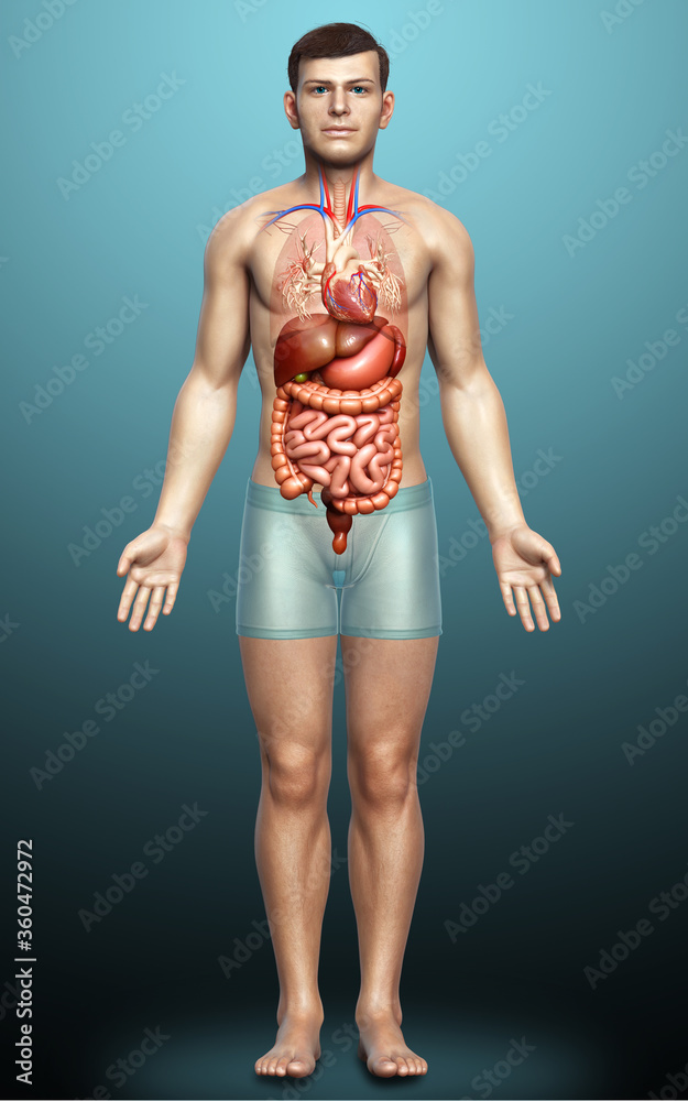 3d rendered medically accurate illustration of male Internal organs 3d rendered medically accurate illustration of male Internal organs