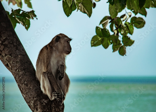 Monkey sitting on a tree near the sea