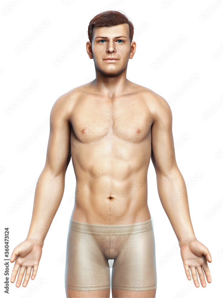 Fototapeta premium 3d rendered illustration of the male body