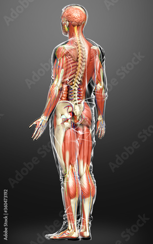 3d rendered medically accurate of the male anatomy