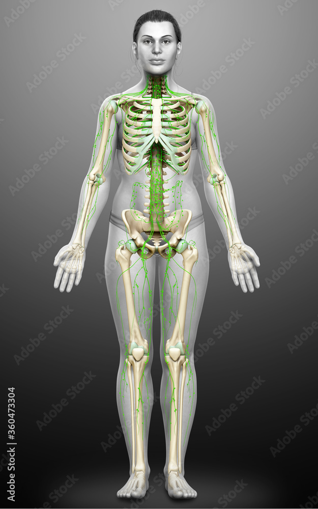 3d rendered medically accurate illustration of a female lymphatic system 3d rendered medically accurate illustration of a female lymphatic system