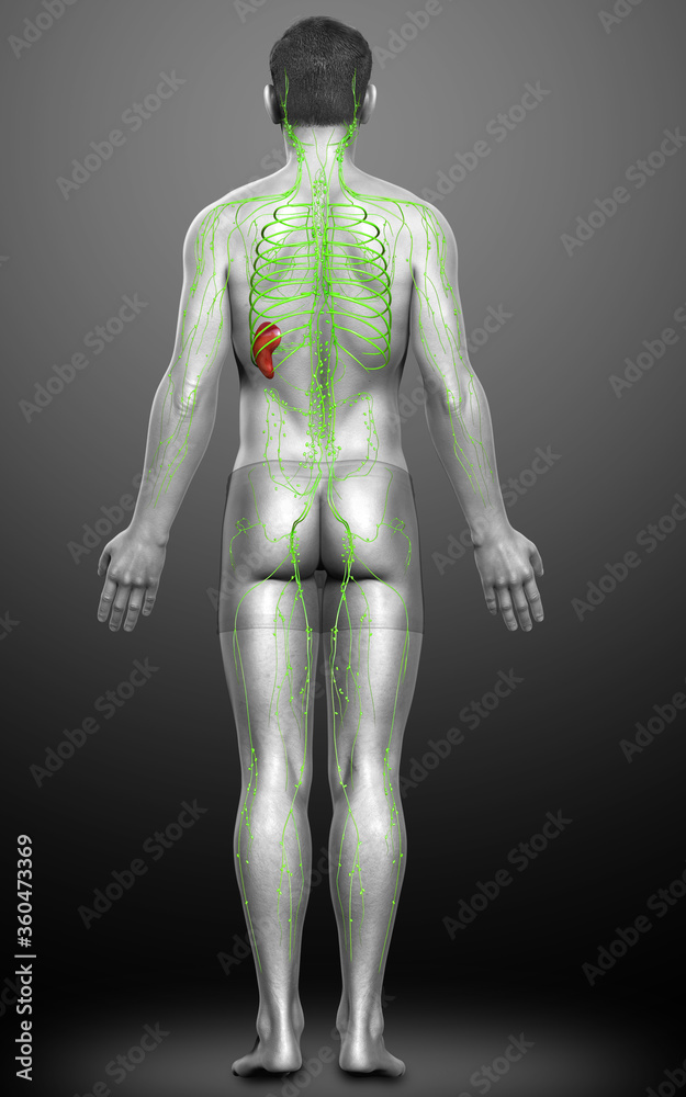3d rendered medically accurate illustration of a male lymphatic system 3d rendered medically accurate illustration of a male lymphatic system