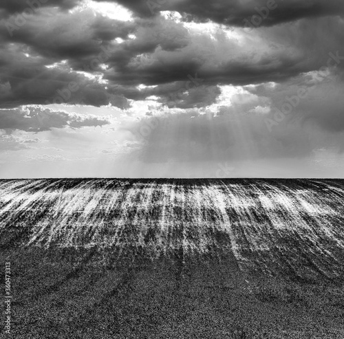 Grayscale shot of a long grass field photo