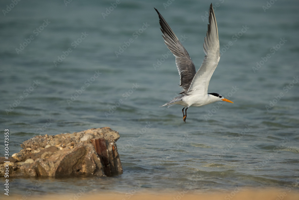Fototapeta premium Greater Crested Tern takeoff