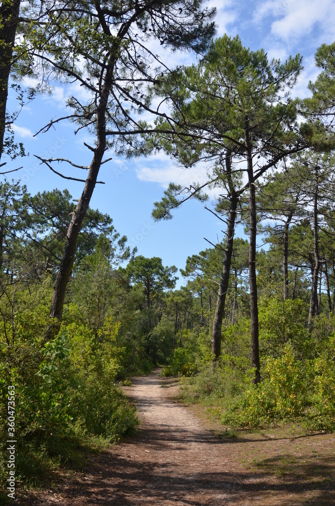 Bois des élous, île de Noirmoutier, Vendée, France