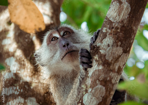 Cute portrait of a monkey sitting on a tree branch