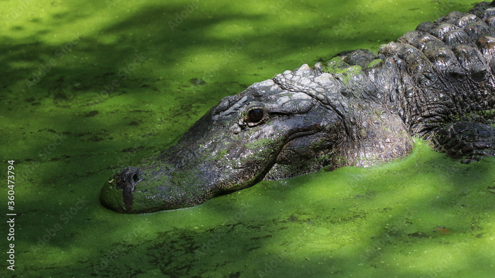 Fototapeta premium Alligator in its normal habits