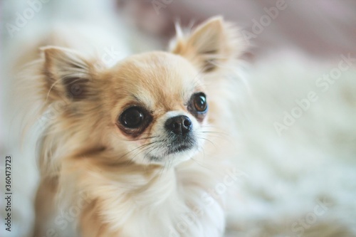 Canvas Print Closeup of a long-haired chihuahua with tear stains, leaving it dark around the