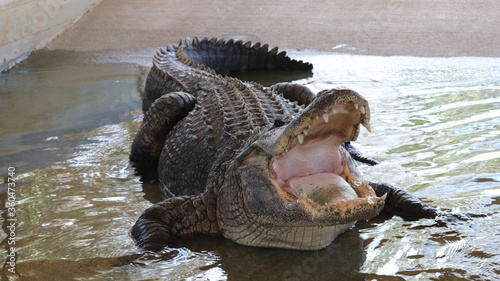 Alligator in its normal habits