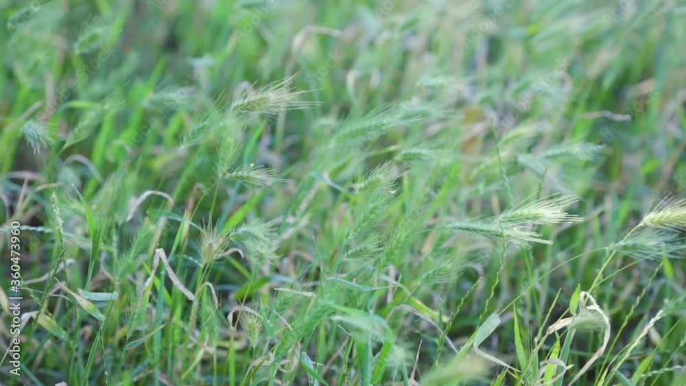 Long green grass blowing in the wind Long green grass blowing in the wind