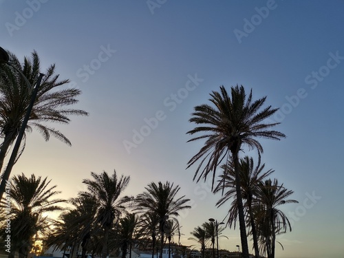 View of palm trees at sunset