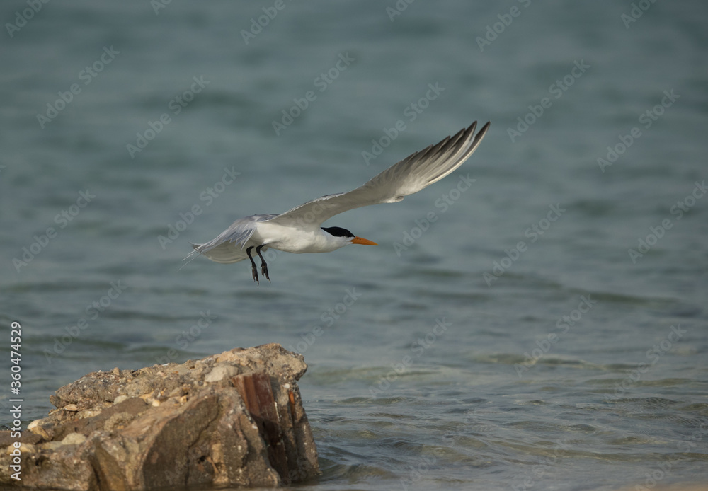 Naklejka premium Greater Crested Tern flying, Bahrain