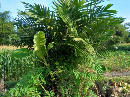 Salak tree  also known Salacca zalacca and snake fruit  with a natural background