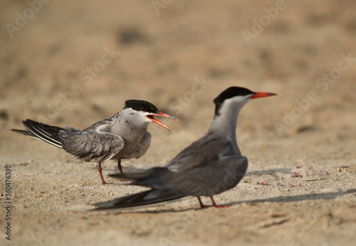 A pair of White-cheeked Terns, Bahrain