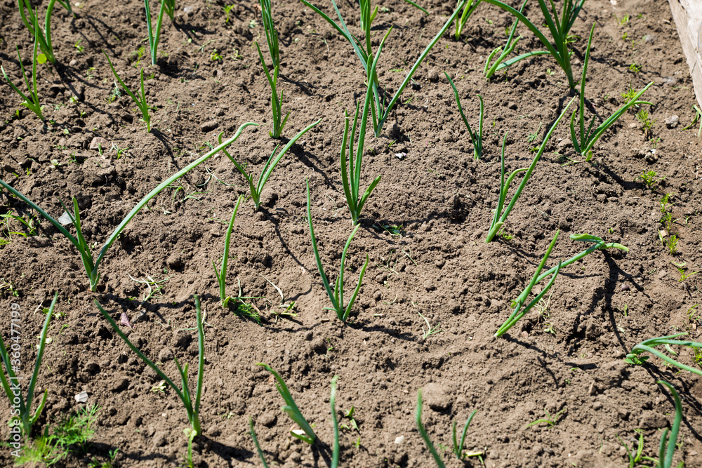 Young green onions grow in the garden in the spring. Fresh shoots of onion greens in the garden. Garden and vegetable garden concept. Young green onions grow in the garden in the spring. Fresh shoots of onion greens in the garden. Garden and vegetable garden concept.