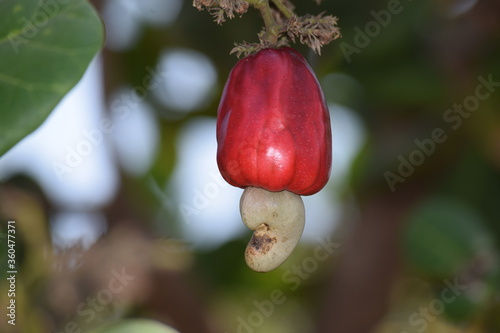 The cashew tree is a tropical evergreen tree. The consumption of cashews on a regular basis and limited manner may help in avoiding blood diseases.