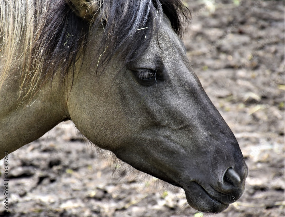 Obraz premium Łeb końia
