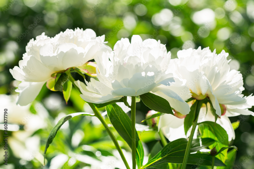 Fototapeta premium blooming peonies in a garden