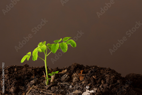 A moringa plant in the ground with a brown background - Moringa Oleifera photo