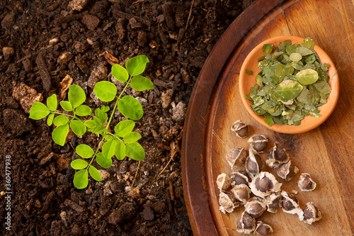 A Moringa seedling in soil, next to it moringa seeds and leaves on a brown table. Top view - Moringa Oleifera