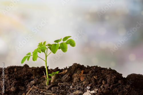 A moringa plant in the ground with a light colored background - Moringa Oleifera photo