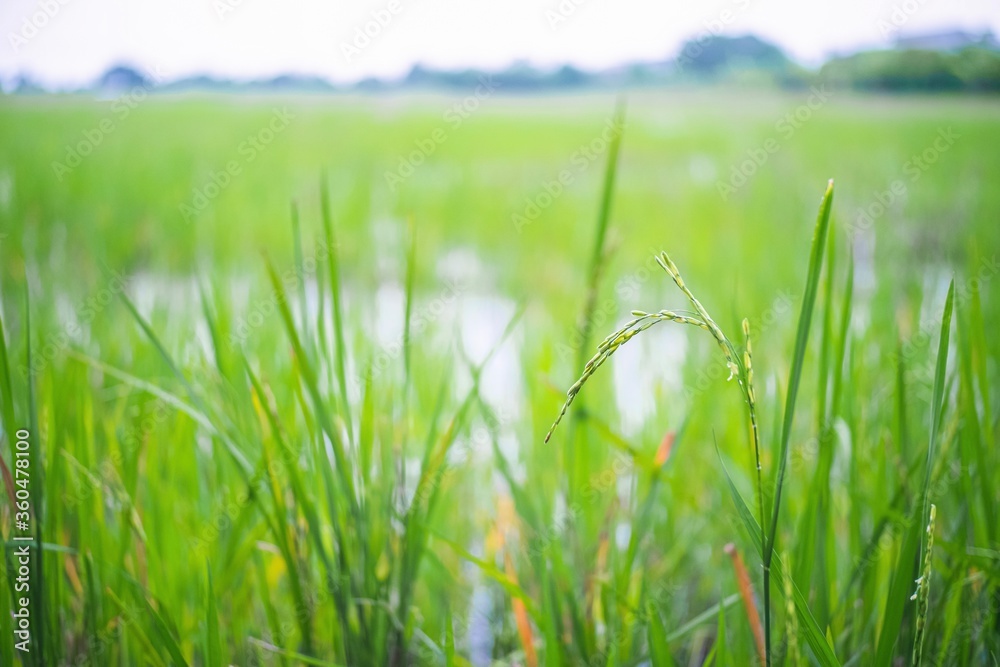 Fototapeta premium green grass and water