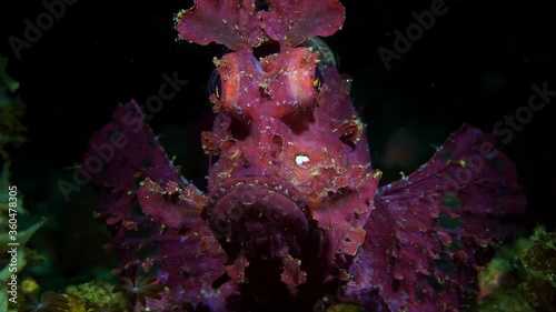 Rhinopias frondosa purple Weedy Scorpionfish with parasite Lembeh 4k 25fps photo