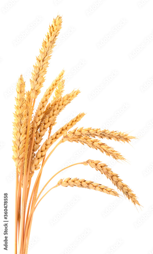 Fototapeta premium Bunch of ripe wheat ears.