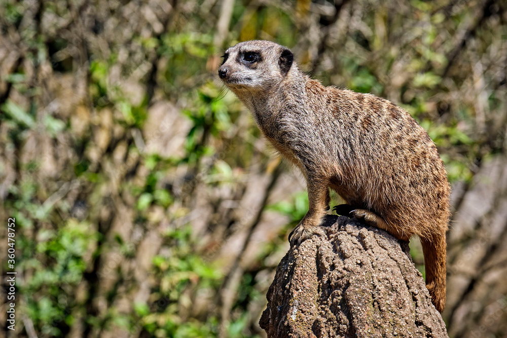 Fototapeta premium Erdmännchen ( Suricata suricatta )