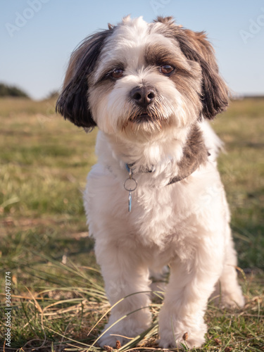 Close-up of a tricolored Coton de Tulear dog looking straight at the camera