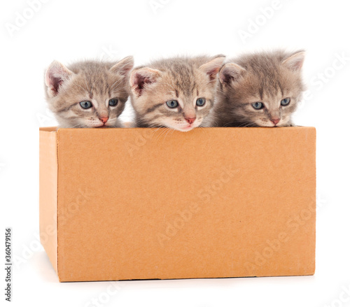 Three little gray cats in cardboard box.