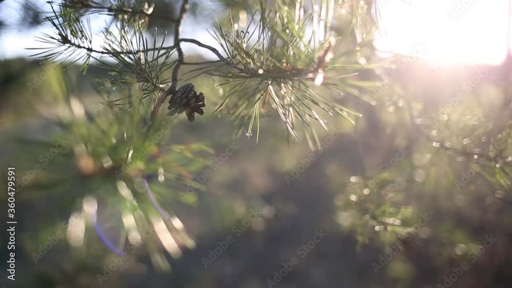 pine branch with cone in rays of setting sun. forest, nature, sunset or sunrise