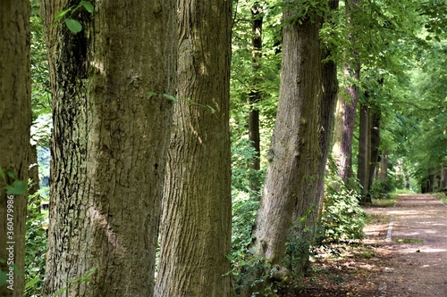 Fototapeta Naklejka Na Ścianę i Meble -  Drzewa w parku