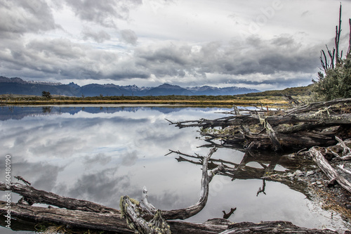 Dead trees in a lake