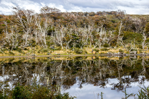 Dead trees in a lake