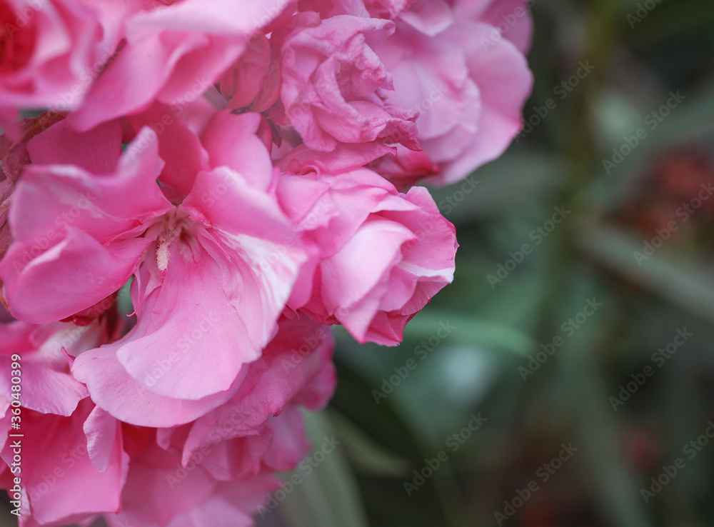 Beautiful pink flowers in the garden