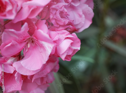 Fototapeta Naklejka Na Ścianę i Meble -  Beautiful pink flowers in the garden