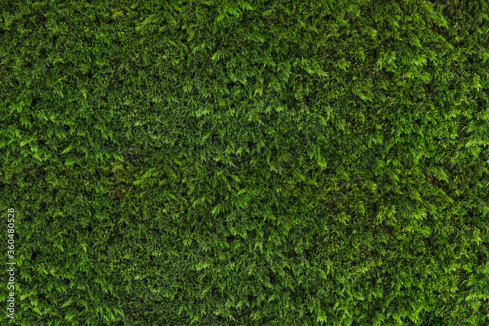 Green natural wall of plants. Texture Green natural wall of plants. Texture