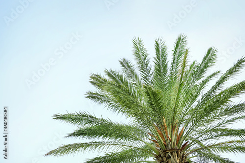 Green palm tree against a beautiful blue sky © LumenSt