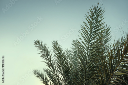 Fototapeta Naklejka Na Ścianę i Meble -  Green palm tree against a beautiful sunset sky