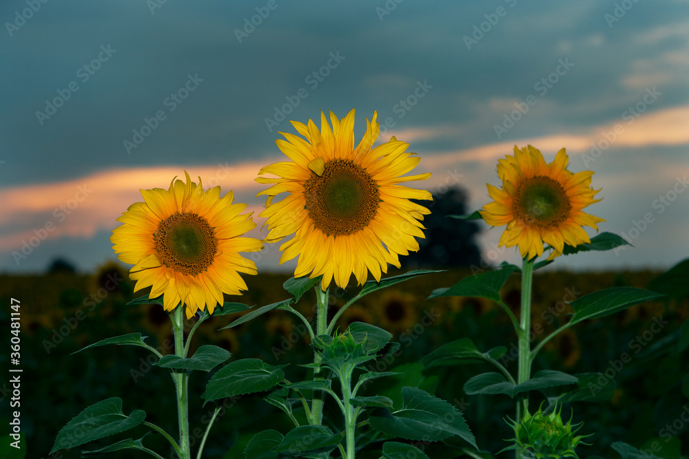 Close-up of a sunflower and in the background Sunflower field shortly after sunset with beautiful clouds